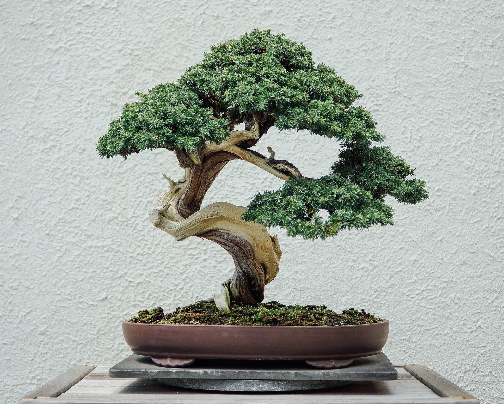 Bonsai