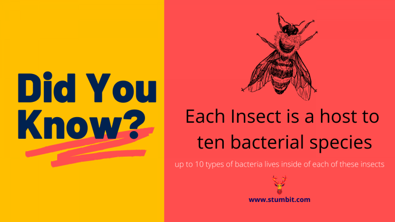Each Insect is a host to ten bacterial species-Stumbit-Did-You-Know