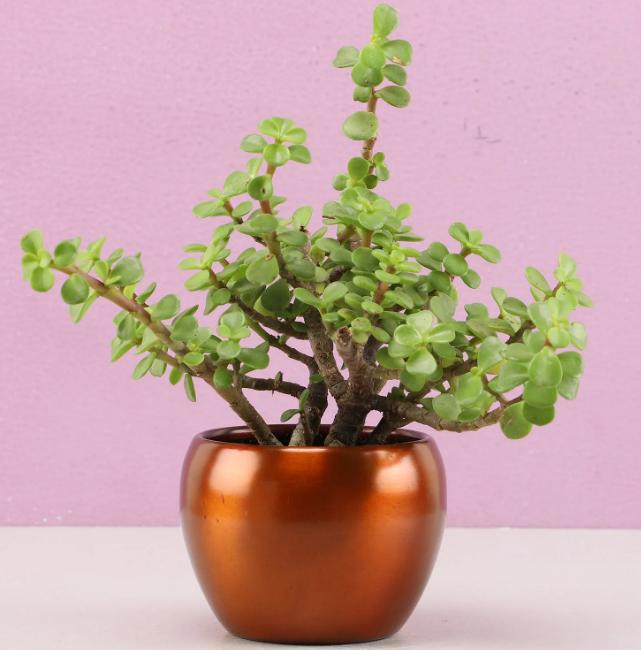 Ornamental Jade Plant In Brass Pot - Stumbit Gardening